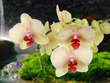 Orchidee storczyki